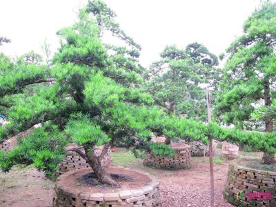 台湾罗汉松
