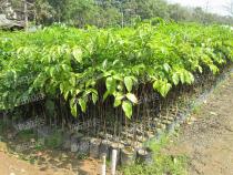 热销品种