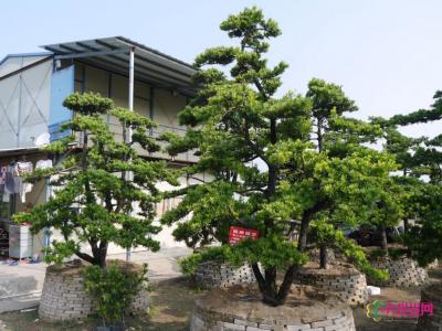 台湾罗汉松